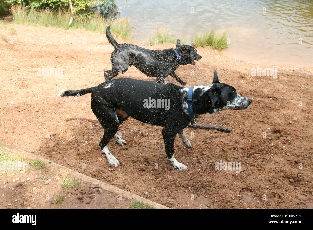 Due cani avente un agitare dopo aver preso un tuffo in piscina Foto Stock