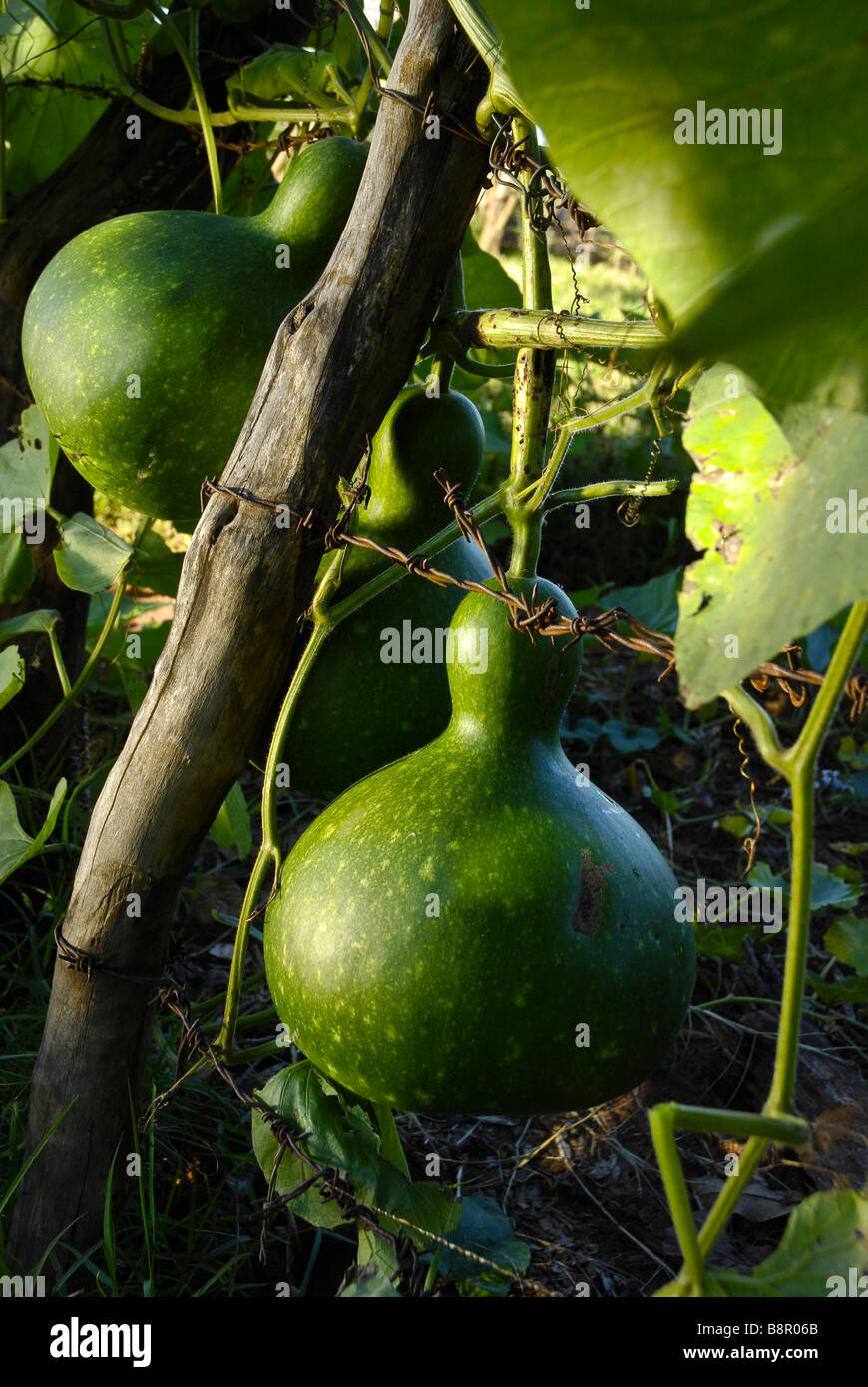 Calabash o bottiglia gourd plantation, Brasile. Foto Stock