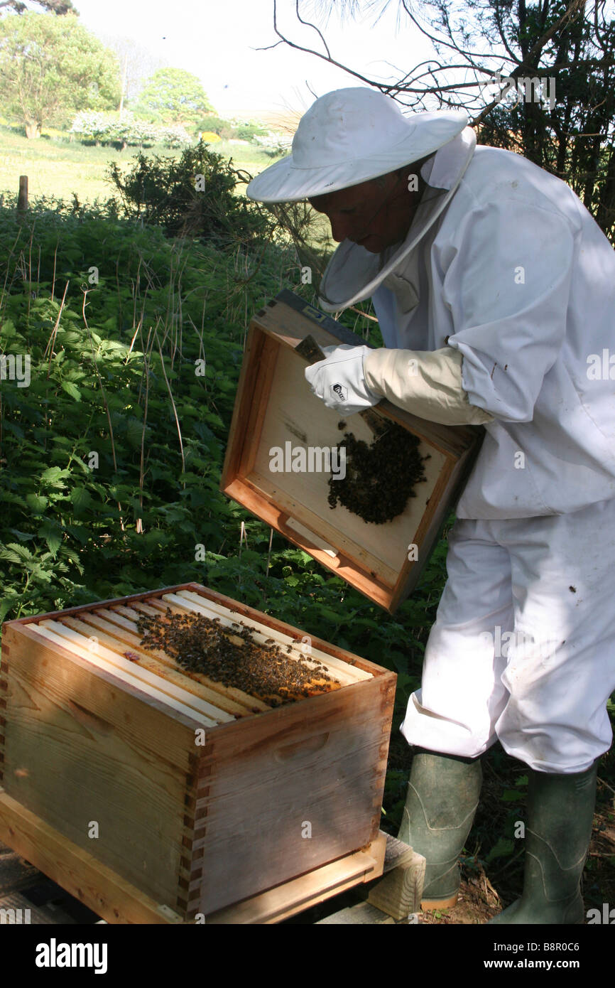 Bee keeper rimozione dei vassoi del nido d'ape dal hive dopo il fumo le api per renderli assonnato Foto Stock