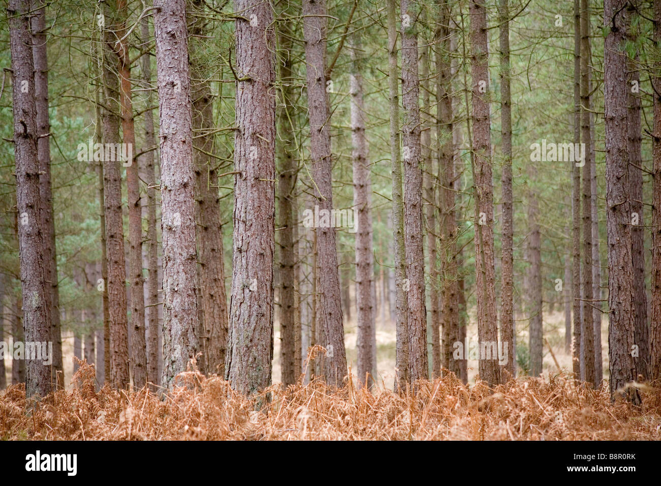 Foresta di alberi di pino Foto Stock