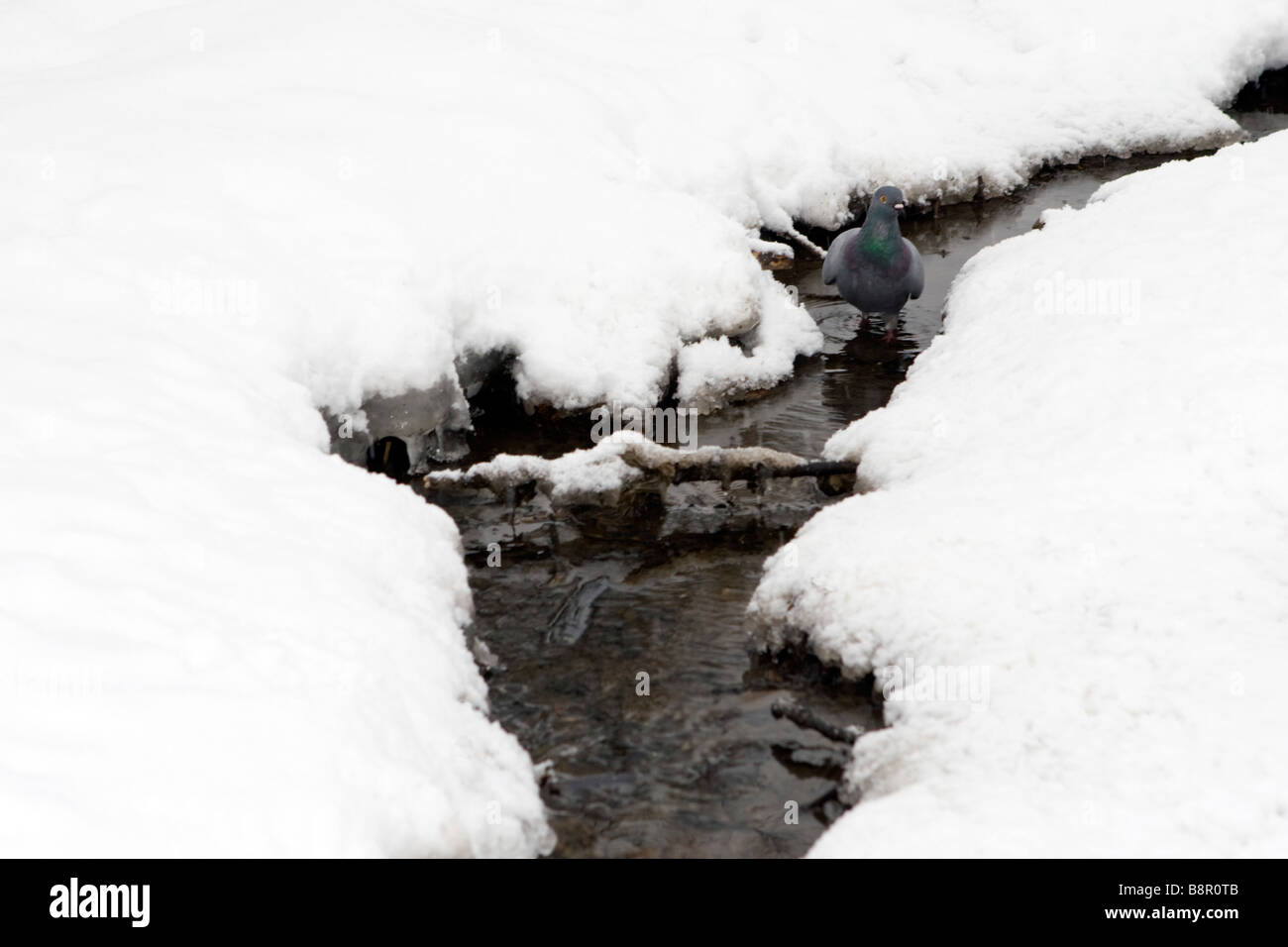 Molla di rottura del flusso tramite scongelamento di ghiaccio con il piccione a piedi alla ricerca di acqua. Foto Stock