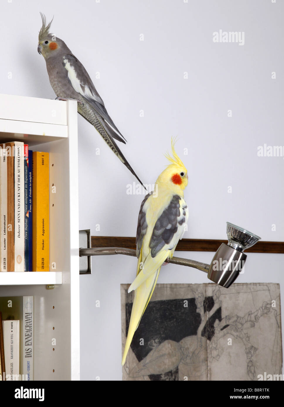 Cockatiel (Nymphicus hollandicus), un grigio e un giallo cockatiel seduto su scaffale e lampada Foto Stock