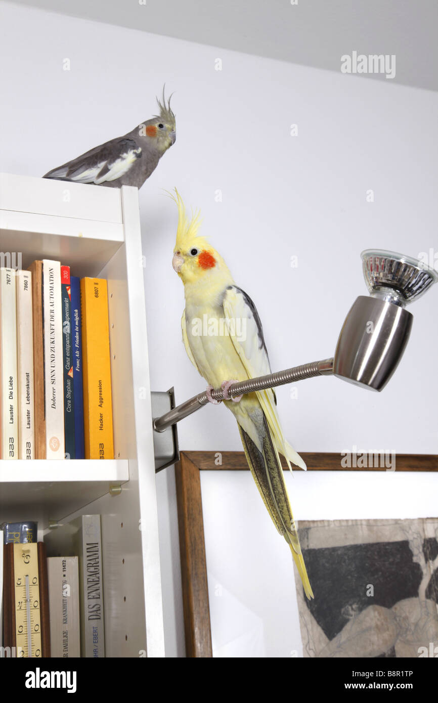 Cockatiel (Nymphicus hollandicus), un grigio e un giallo cockatiel seduto su scaffale e lampada Foto Stock