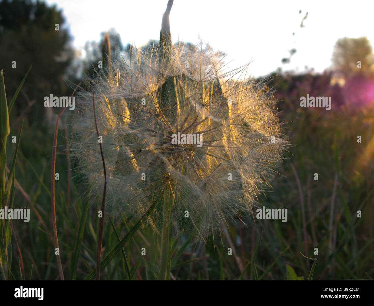 Un puffball illuminata dal sole che sorge in un pascolo Foto Stock