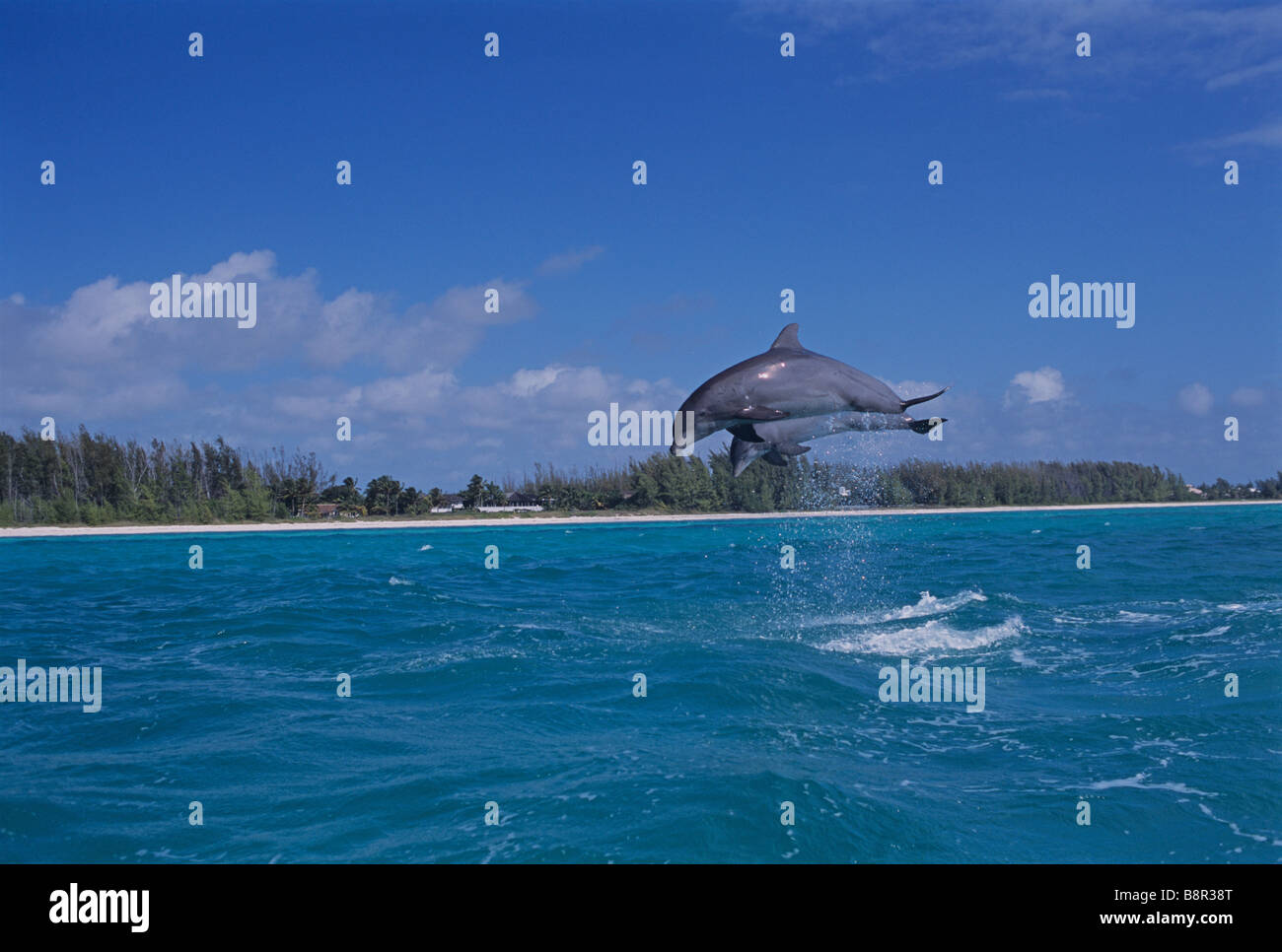 I DELFINI, Grand Bahama, MAR DEI CARAIBI Foto Stock