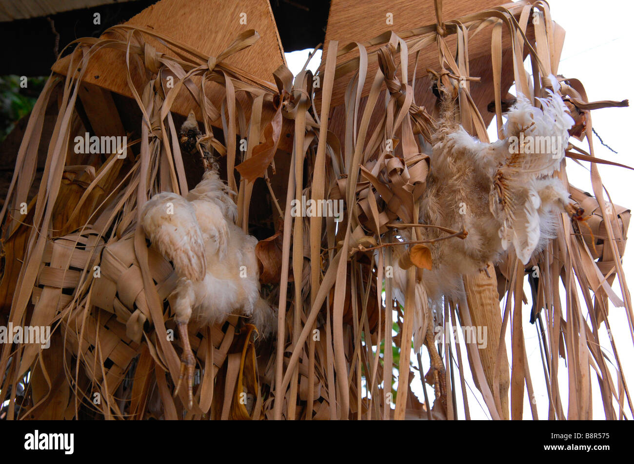 Carrion di pollo drcorated con foglie di noce di cocco appeso di fronte a Bali Aga house, Julah village,Tejakula,nord di Bali. Foto Stock