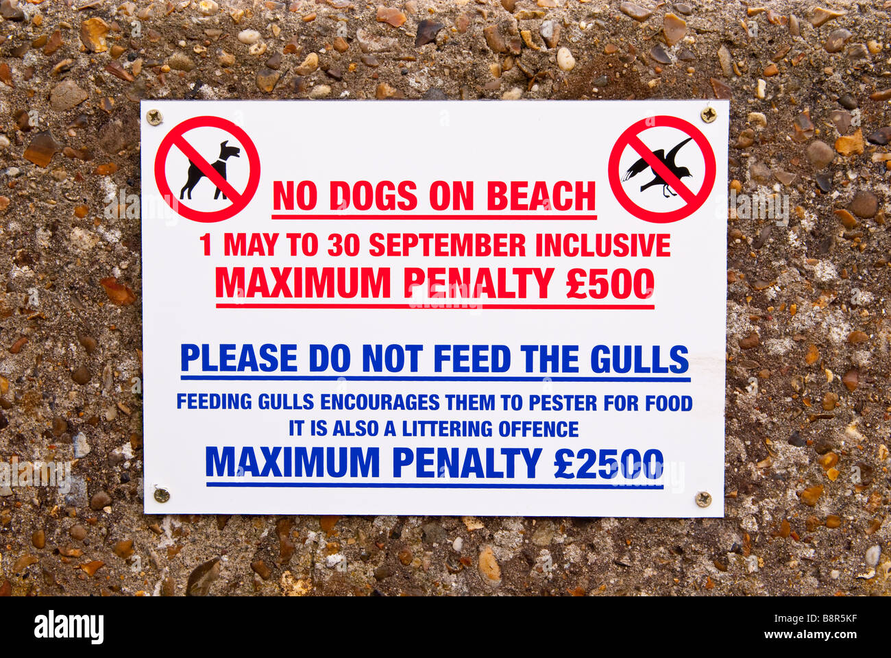 No cani sulla spiaggia e vi prego di non alimentare i gabbiani segno a Aldeburgh Foto Stock