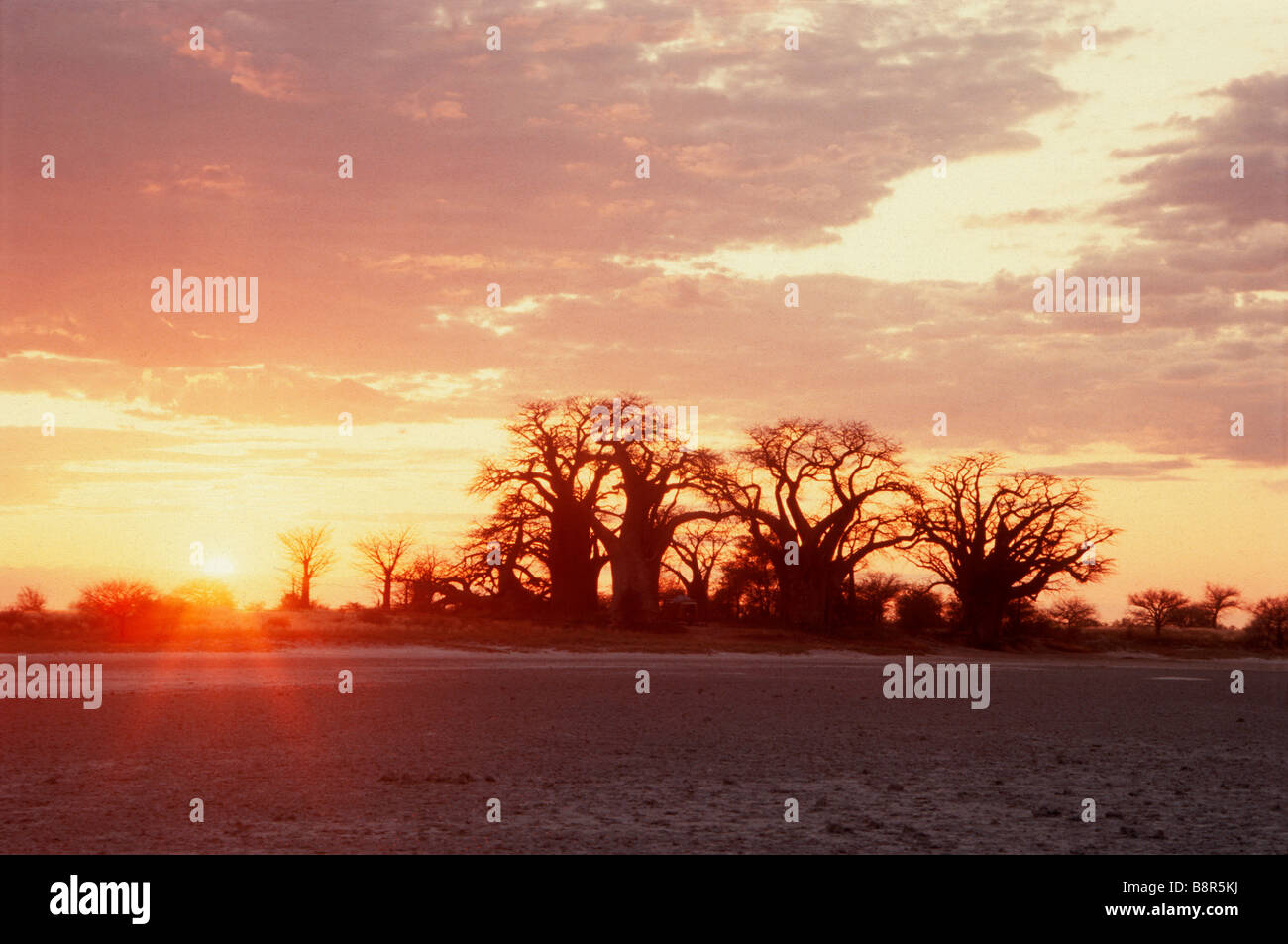 Baines Baobab Foto Stock