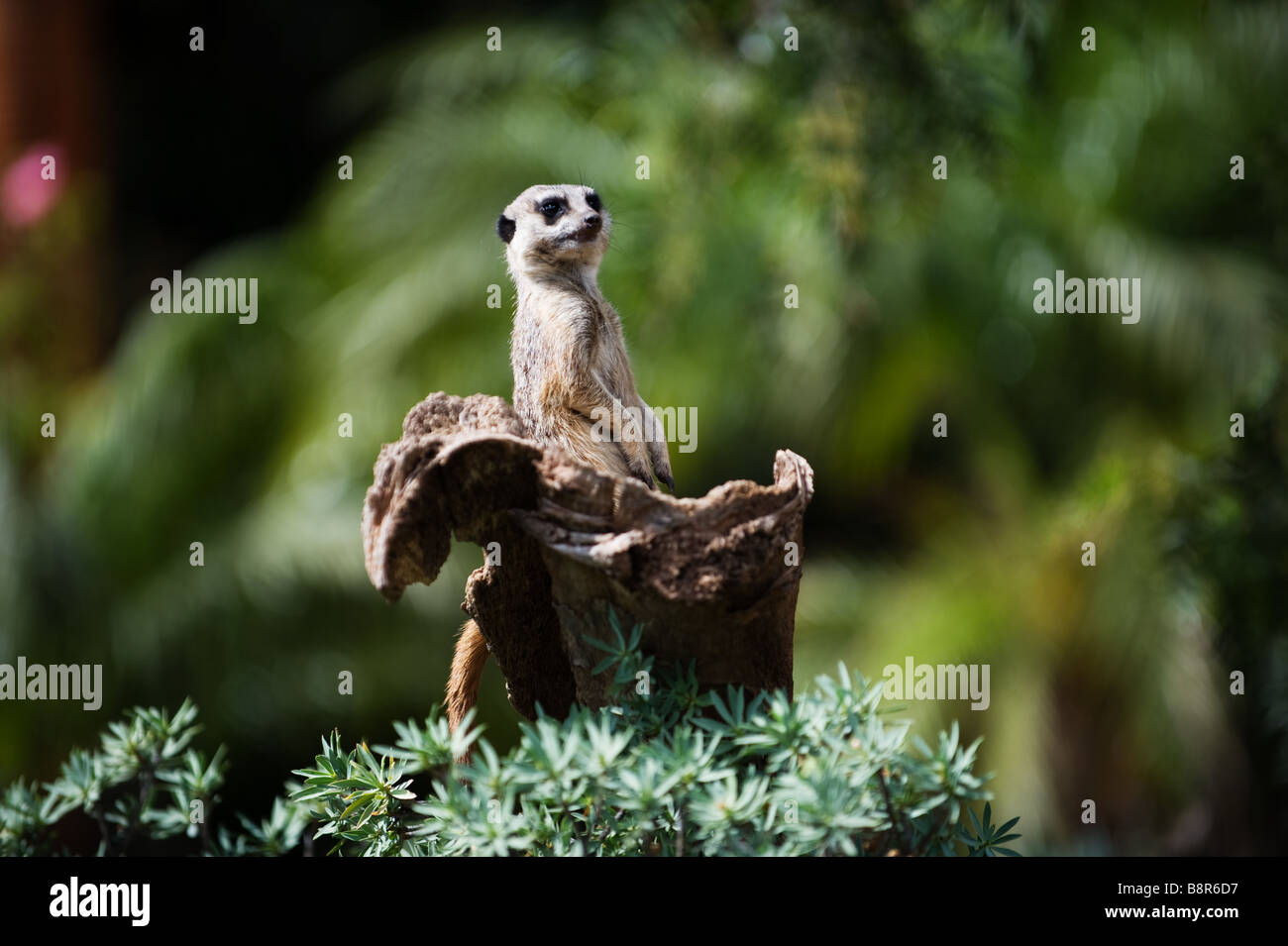 Meerkat sentry sul tronco di albero cercando di destra Foto Stock