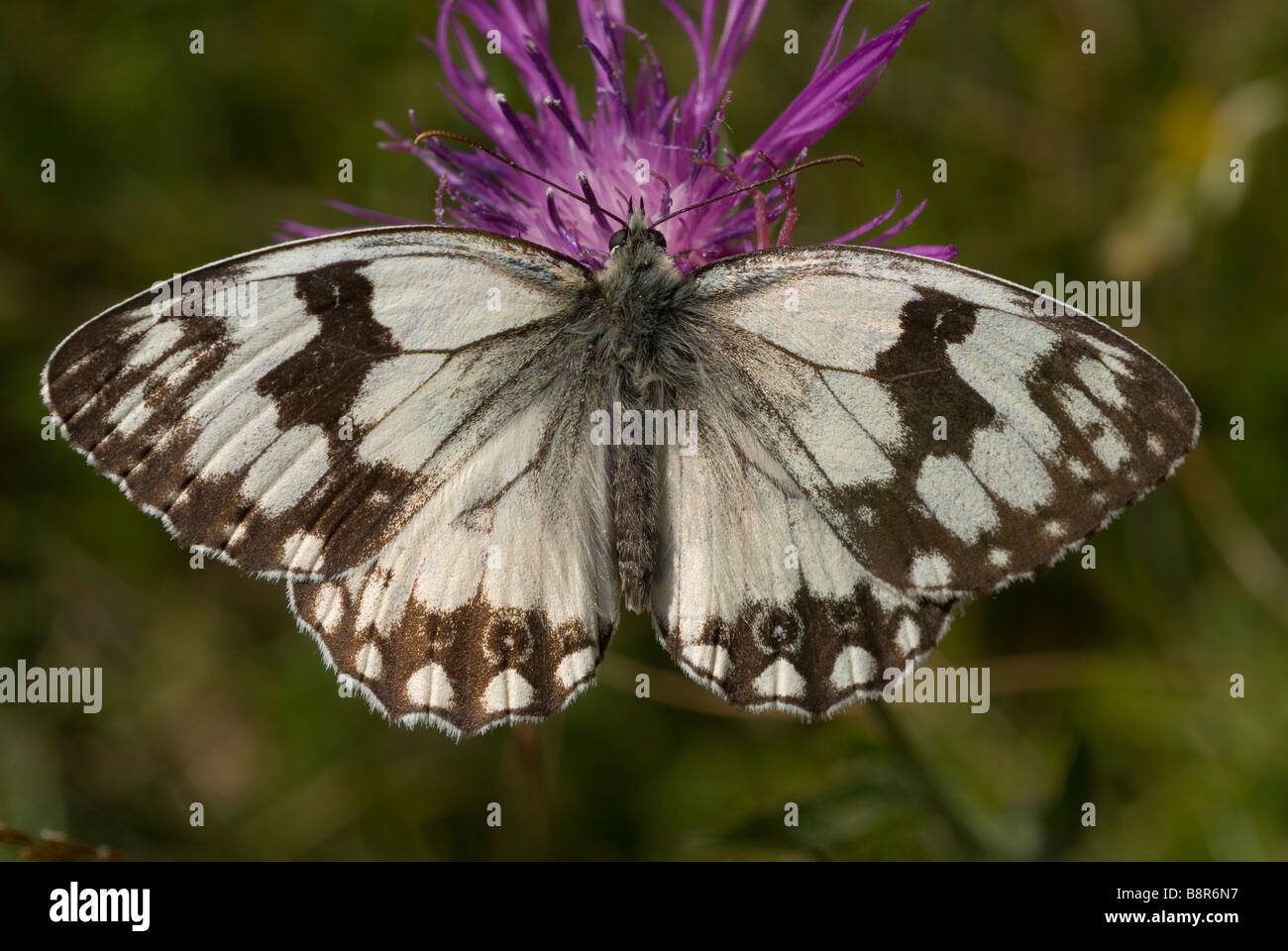 Iberica maschio bianco marmo butterfly (Melanargia lachesis) Foto Stock