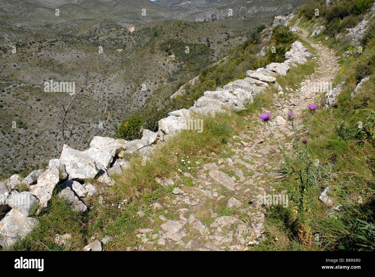 Thistle da mozarabo trail Barranc de Infern, Vall de Laguart, Benimaurell, Provincia di Alicante, Comunidad Valenciana, Spagna Foto Stock