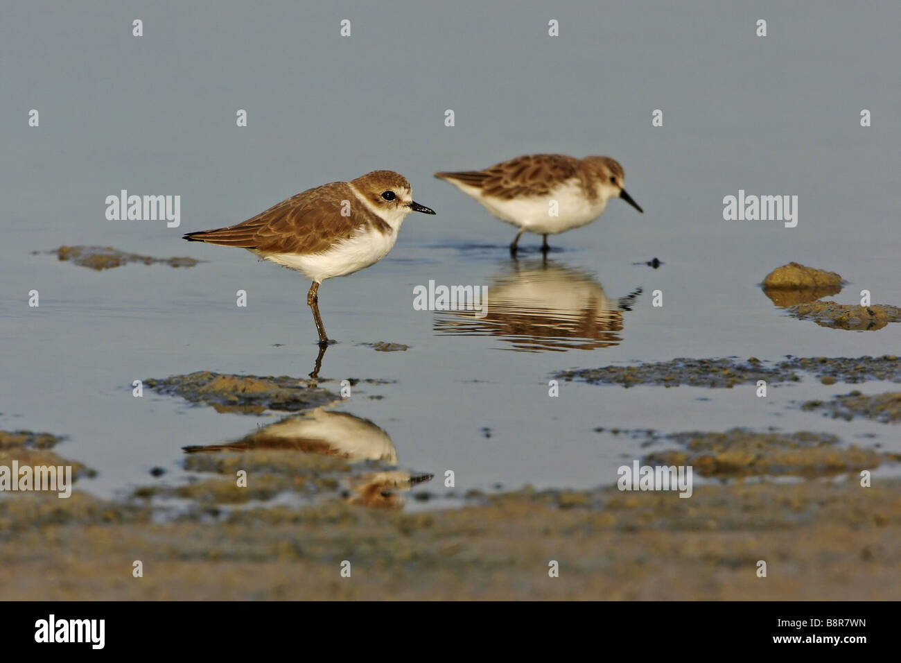 Fratino (Charadrius alexandrinus), due individui rovistando, Spagna Estremadura Foto Stock