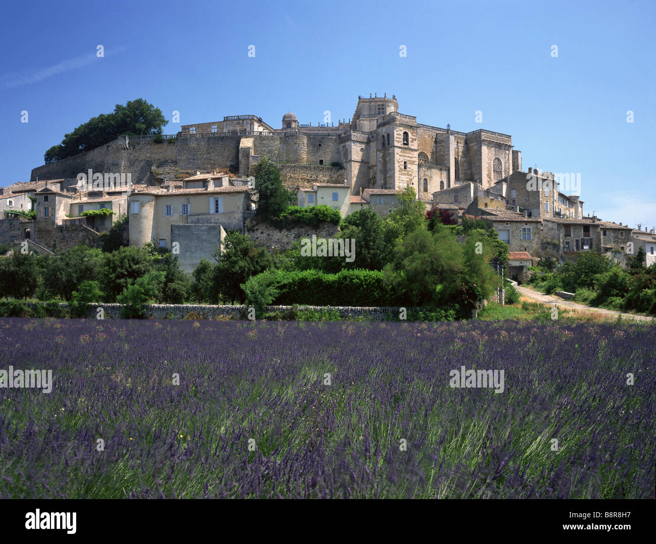 Castello Grignan con rigogliosi campo di lavanda, Francia Provenza Foto Stock