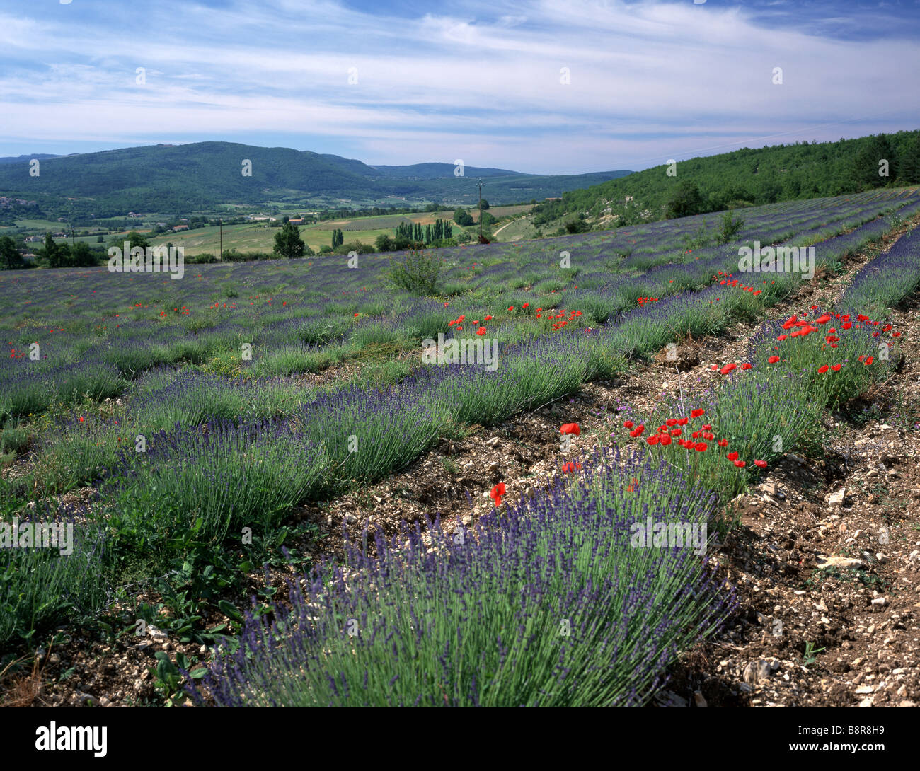 Lavanda (Lavandula angustifolia), campi di lavanda con papaveri, Francia Provenza Foto Stock