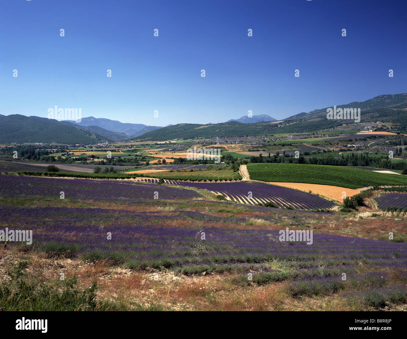 Lavanda (Lavandula angustifolia), lavanda e i campi di grano, Francia Provenza Foto Stock