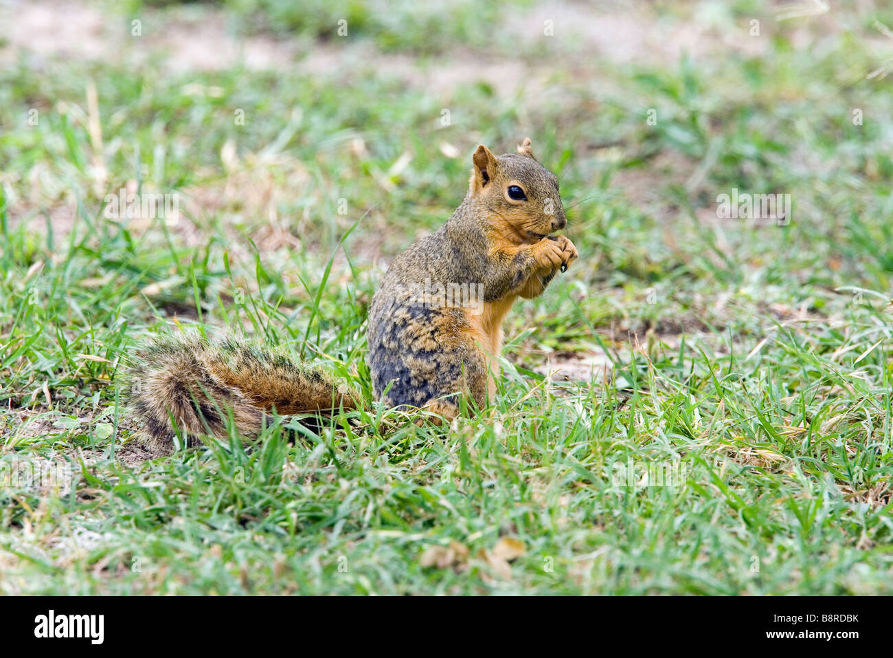 Eastern Fox Squirrel Foto Stock