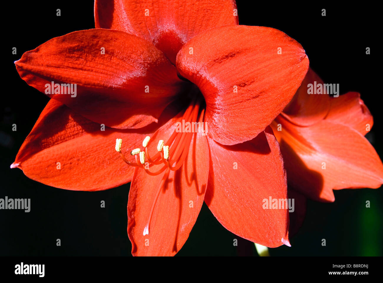 Un fiore amaryllis Foto Stock