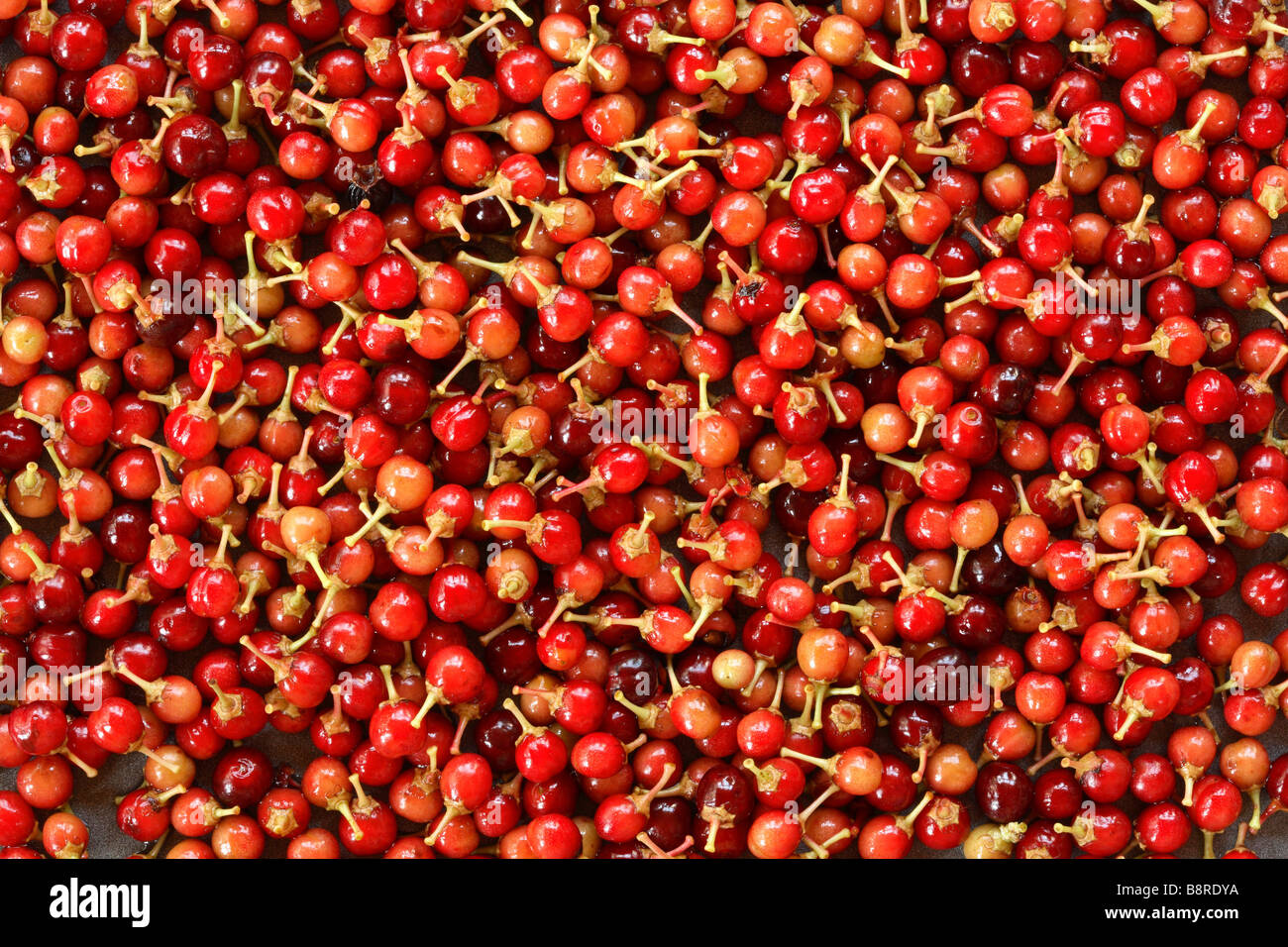 Massa di rosso semi frutti maturi di amarena [Prunus serotina] con un sacco di corti peduncoli di colore giallo. Foto Stock