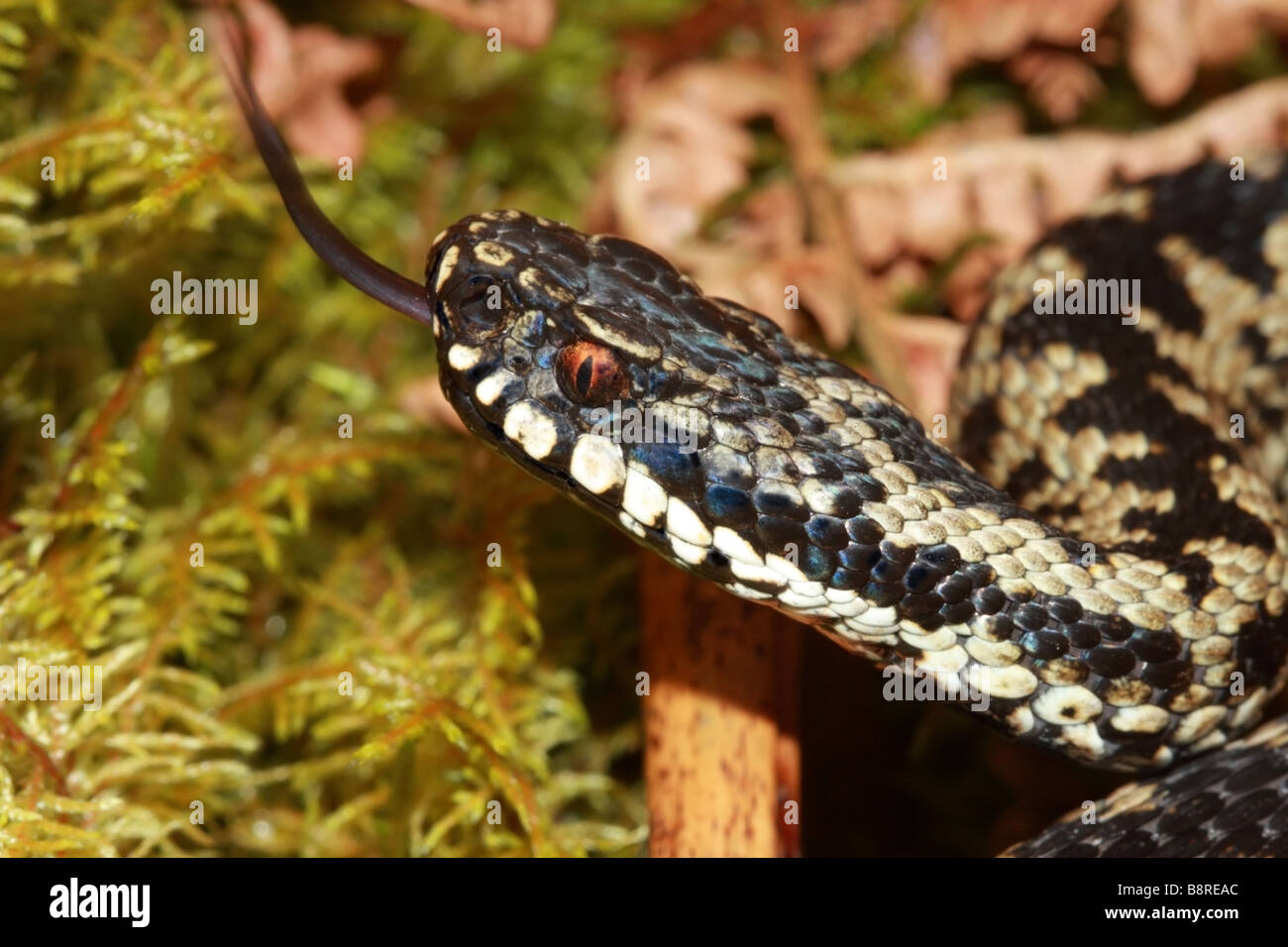 Sommatore maschio Vipera berus Sensing con linguetta Teesdale Contea di Durham Foto Stock