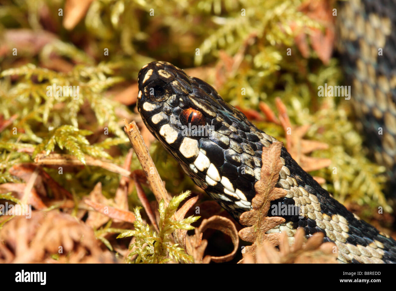 Sommatore maschio Vipera berus Teesdale Contea di Durham Foto Stock