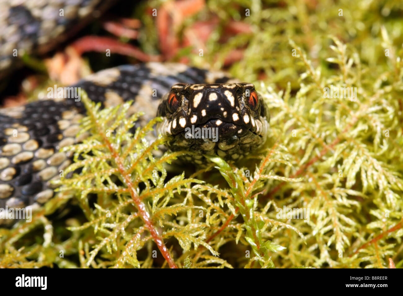 Sommatore maschio Vipera berus Teesdale Contea di Durham Foto Stock