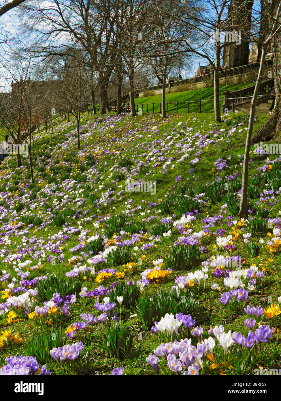 Crocus fiori in Princess St Gardens, Edimburgo in Scozia Foto Stock