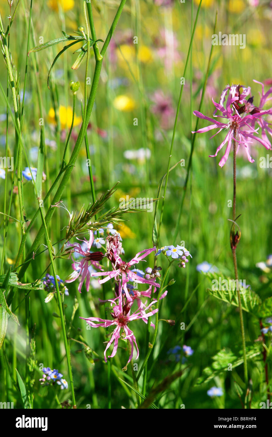 Immagine di un prato in primavera Foto Stock