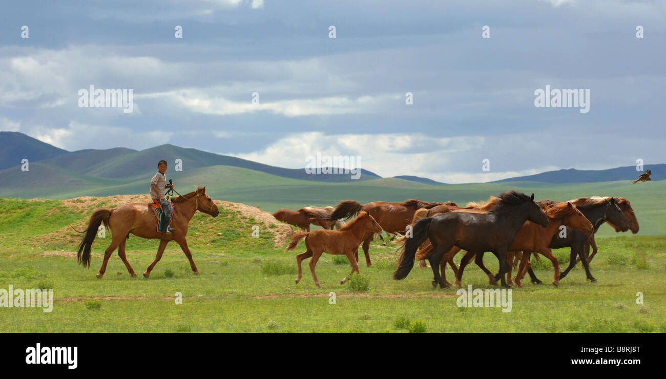 Cavalli domestici (Equus przewalskii f. caballus), l uomo pastori un allevamento di cavalli, Mongolia Foto Stock