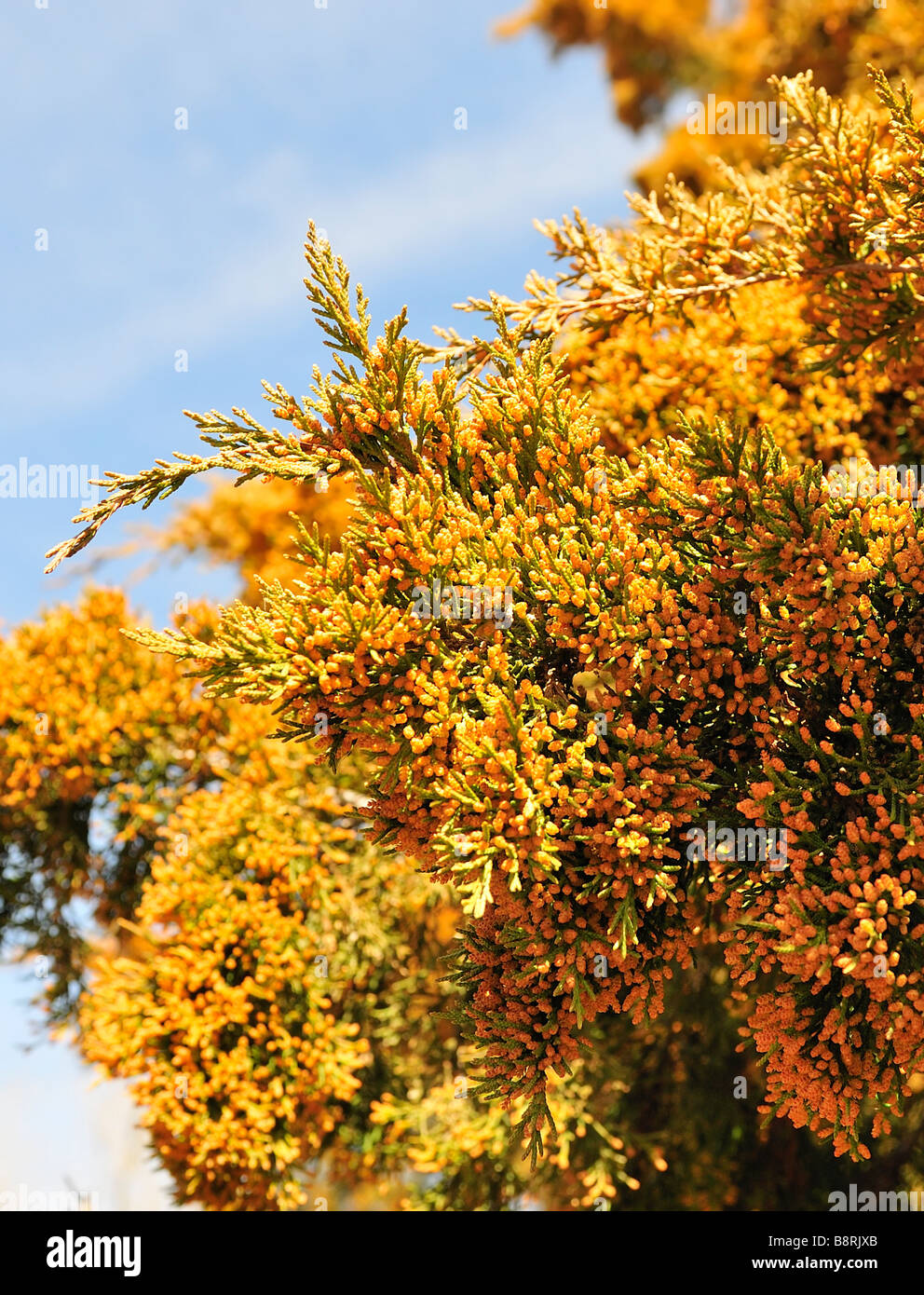 Eastern Redcedar ramo caricato con il polline. Oklahoma, Stati Uniti d'America. Foto Stock