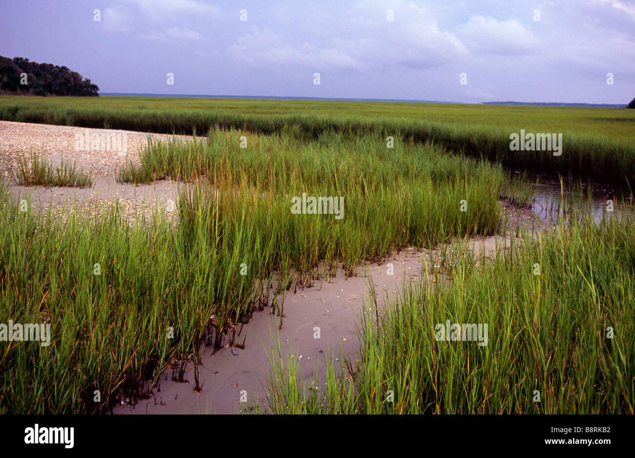 Acqua di sale palude con la bassa marea Amelia Island Florida Foto Stock
