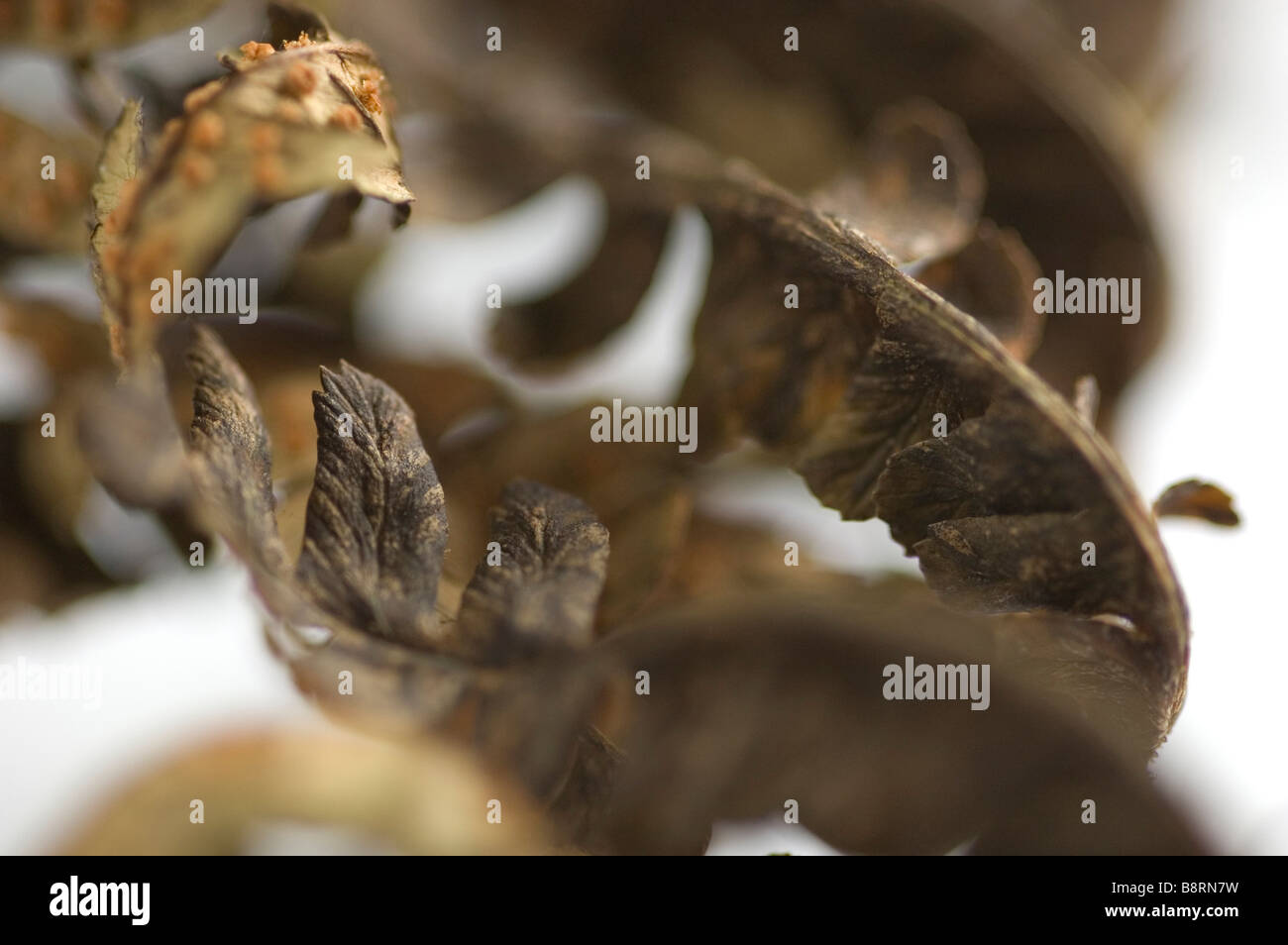 Curly fern avvolge Foto Stock