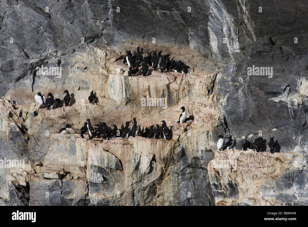 Razorbill (Alca torda), razorbills e Guillemots su una roccia, Norvegia Foto Stock