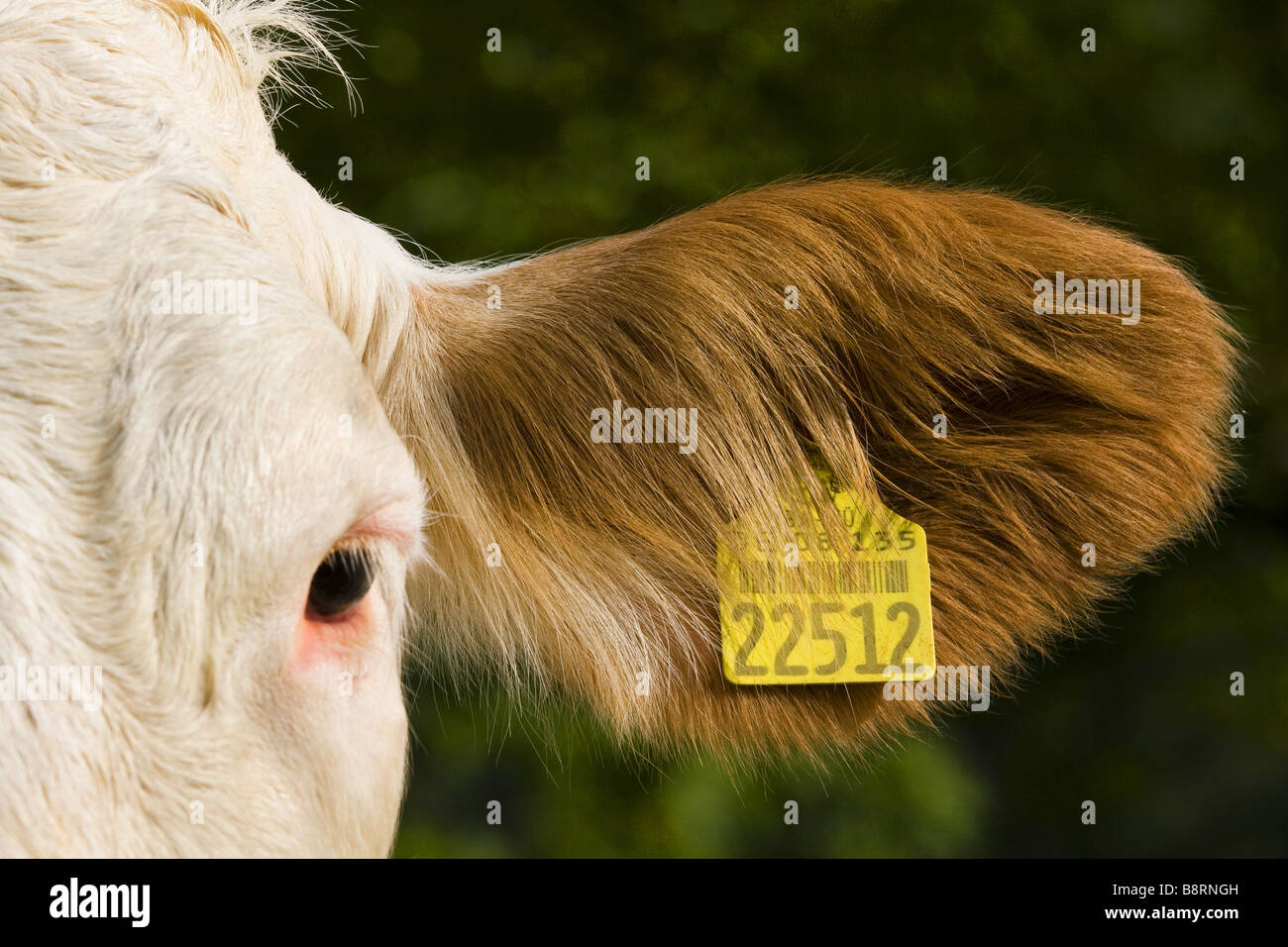 Gli animali domestici della specie bovina (Bos primigenius f. taurus), un marchio auricolare, GERMANIA Baden-Wuerttemberg, Eberbach offrono Foto Stock