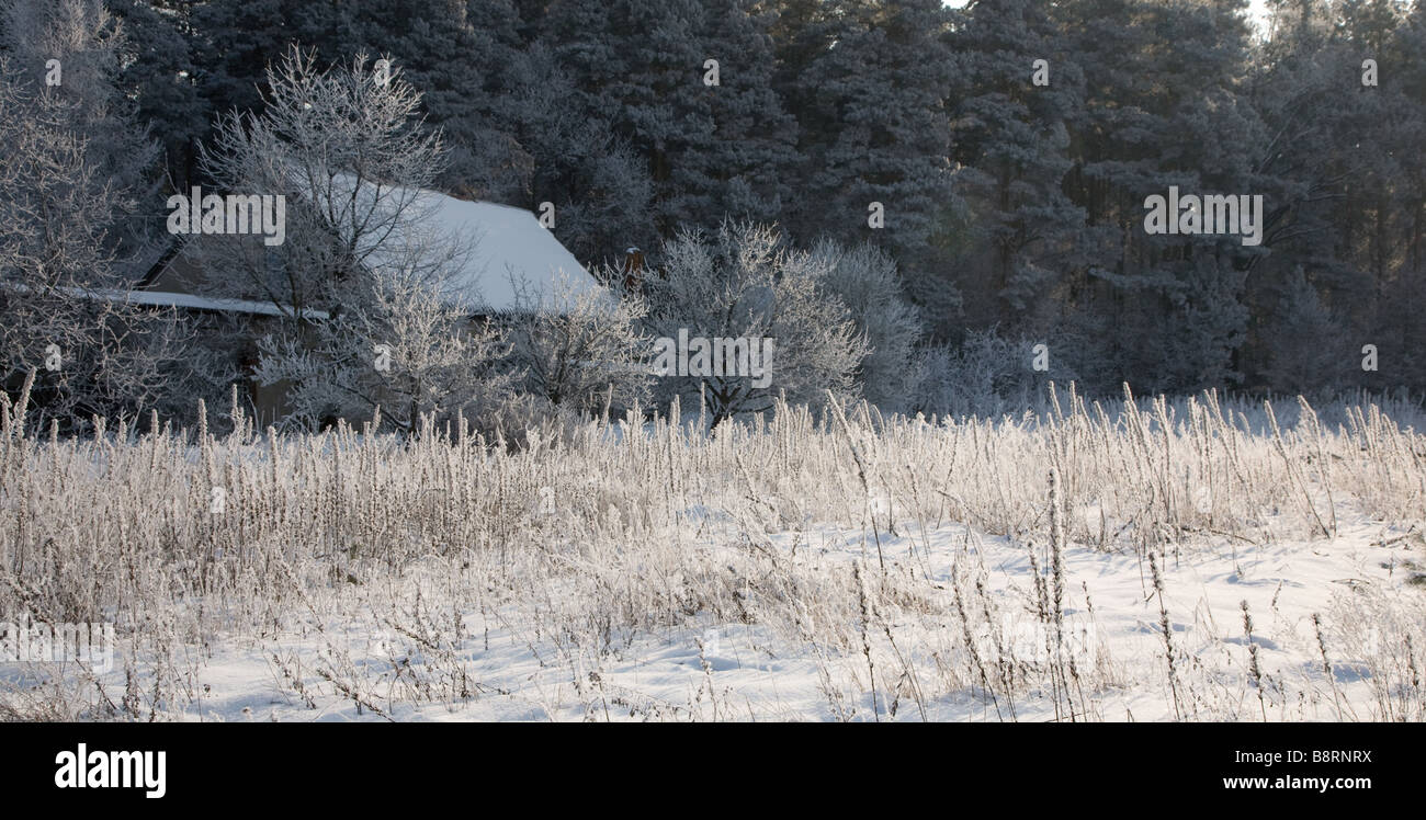 Paesaggio invernale con piante smerigliato Foto Stock