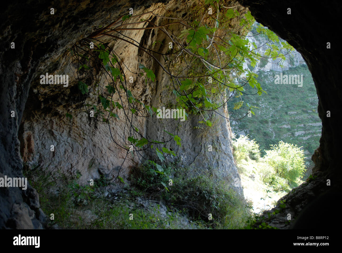All'interno di una grotta con un albero di fico che cresce dal tetto, Vall de Laguart, Benimaurell, Provincia di Alicante, Comunidad Valenciana, Spagna Foto Stock