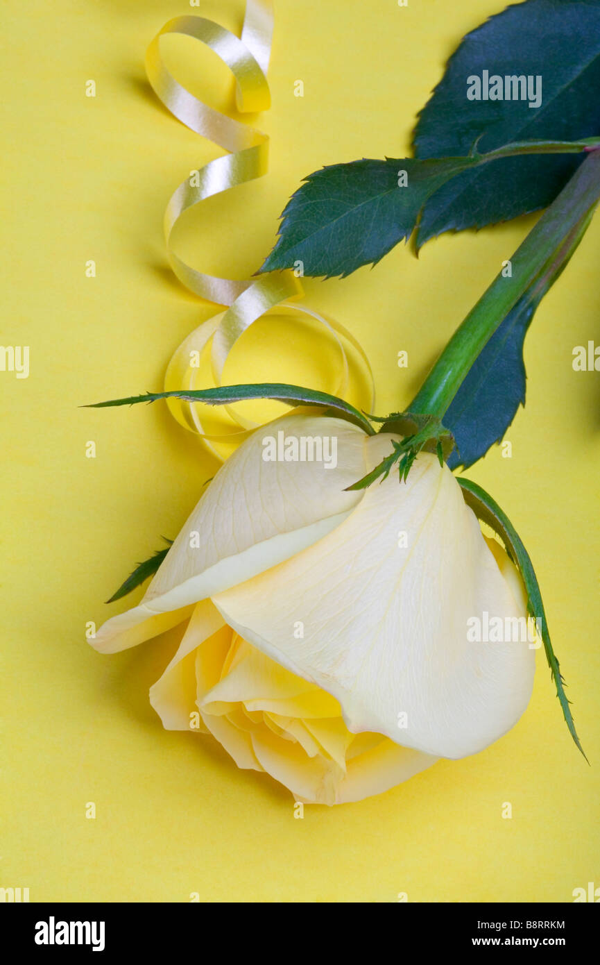 Una rosa gialla e un nastro arrotolato un un luminoso sfondo giallo Foto Stock