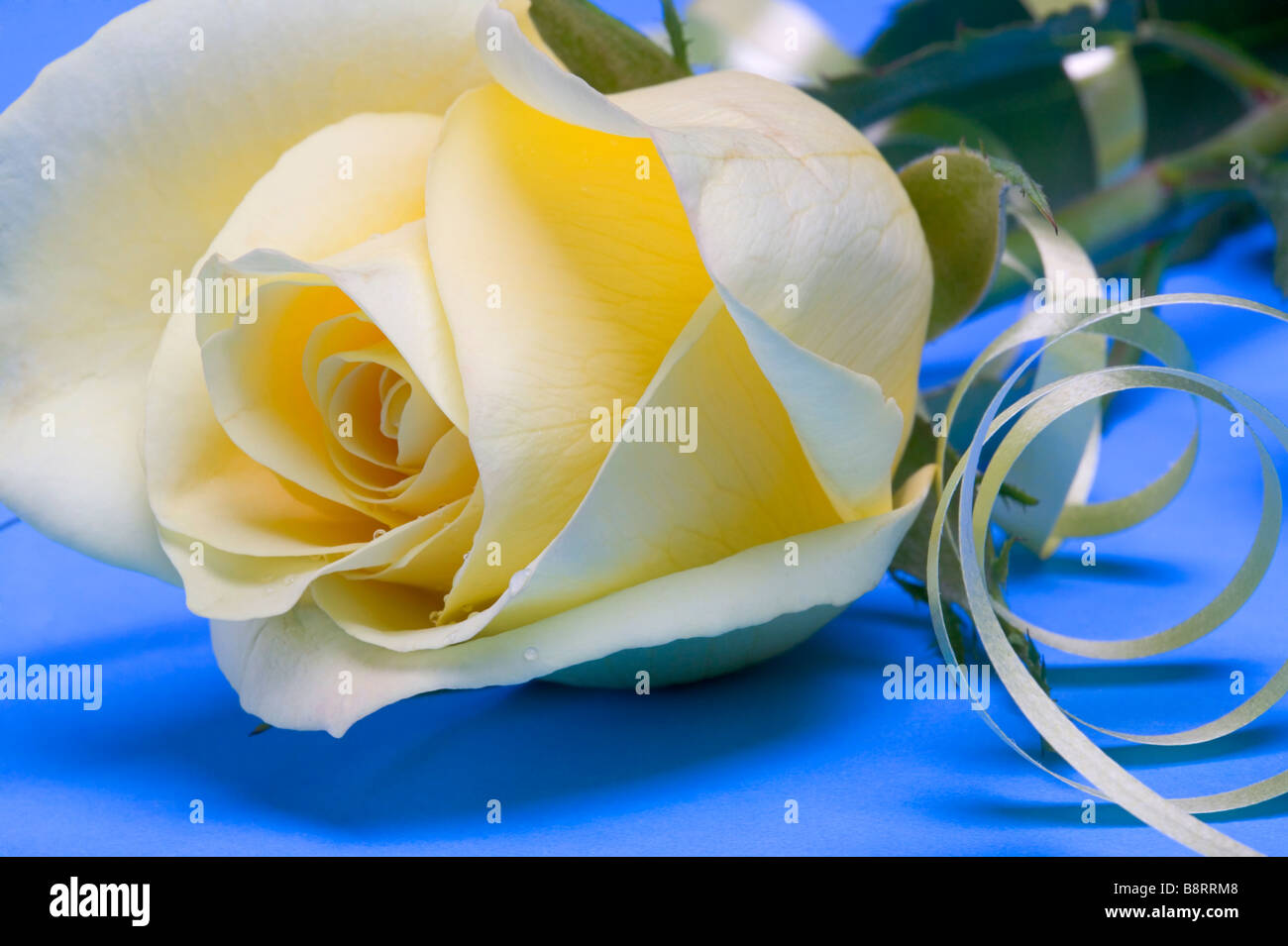 Una rosa gialla e Nastro arricciato su un cielo luminoso sfondo blu Foto Stock