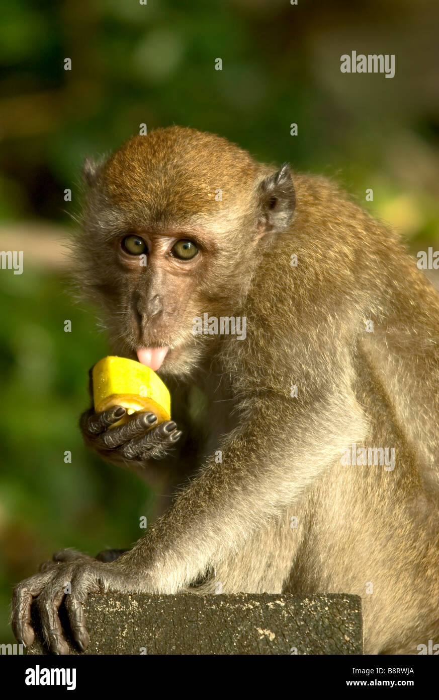 Immagine ritratto di una scimmia macaco leccare a un pezzo di banana di guardare direttamente la fotocamera Foto Stock