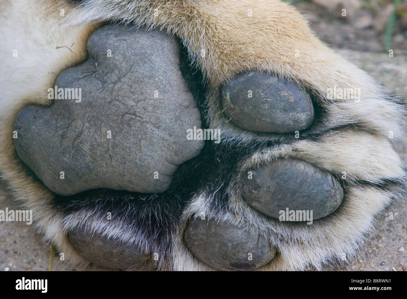 Zampa di leoni Foto Stock