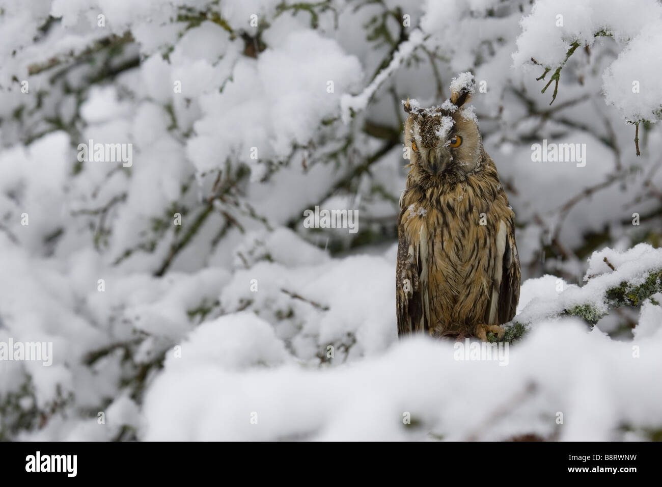 Gufo comune seduta in una coperta di neve tree Foto Stock