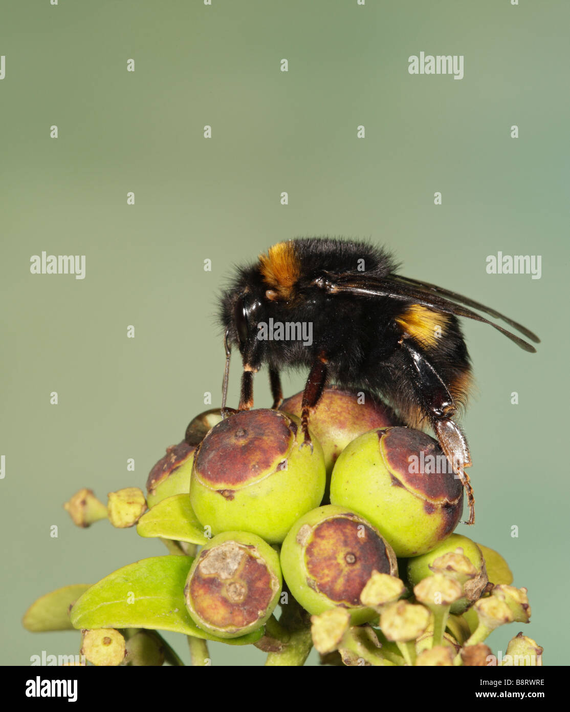 Bumble Bee su Ivy Bacche di bere Foto Stock