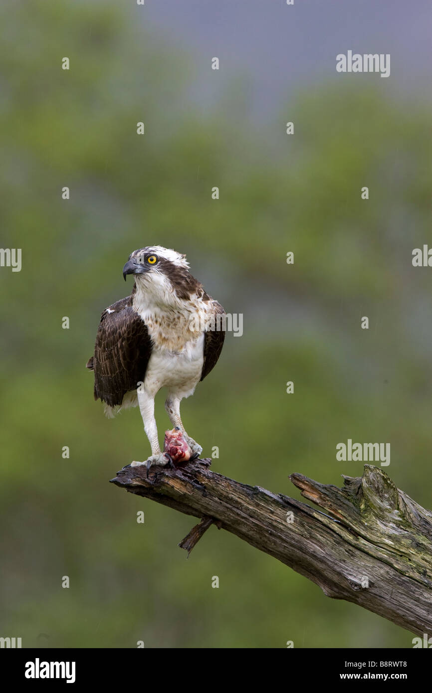 Osprey con una trota su un pesce persico Foto Stock