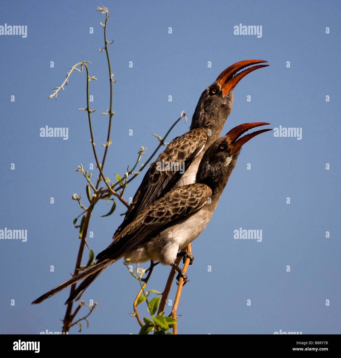 Red Hornbills Botswana Africa Foto Stock
