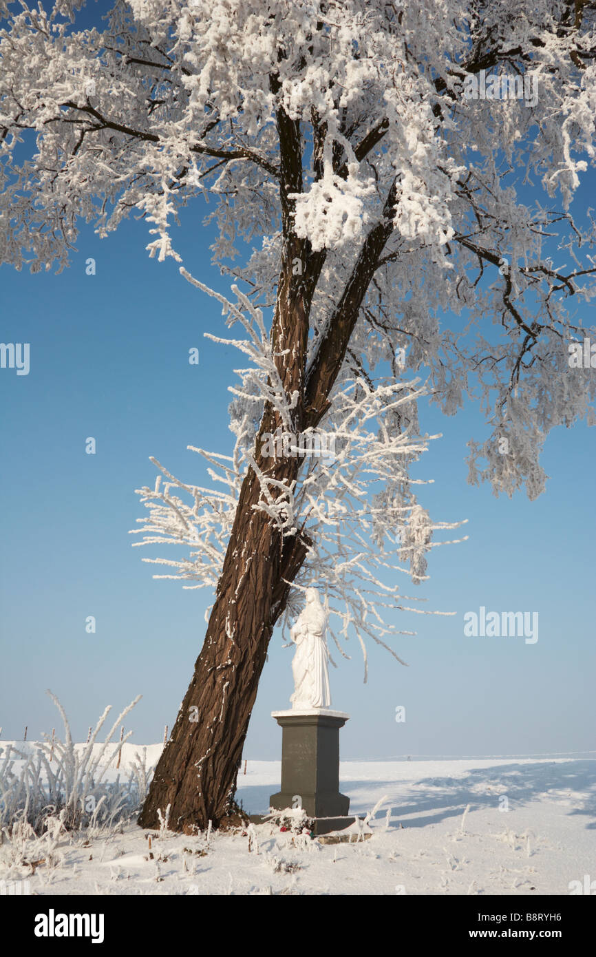 Alberi coperti di trasformata per forte gradiente frost, Polonia Foto Stock