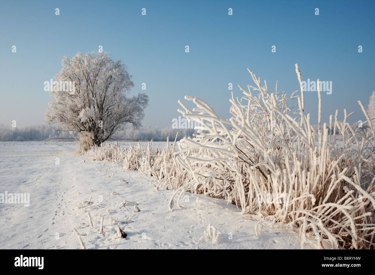 Alberi coperti di trasformata per forte gradiente frost, Polonia Foto Stock