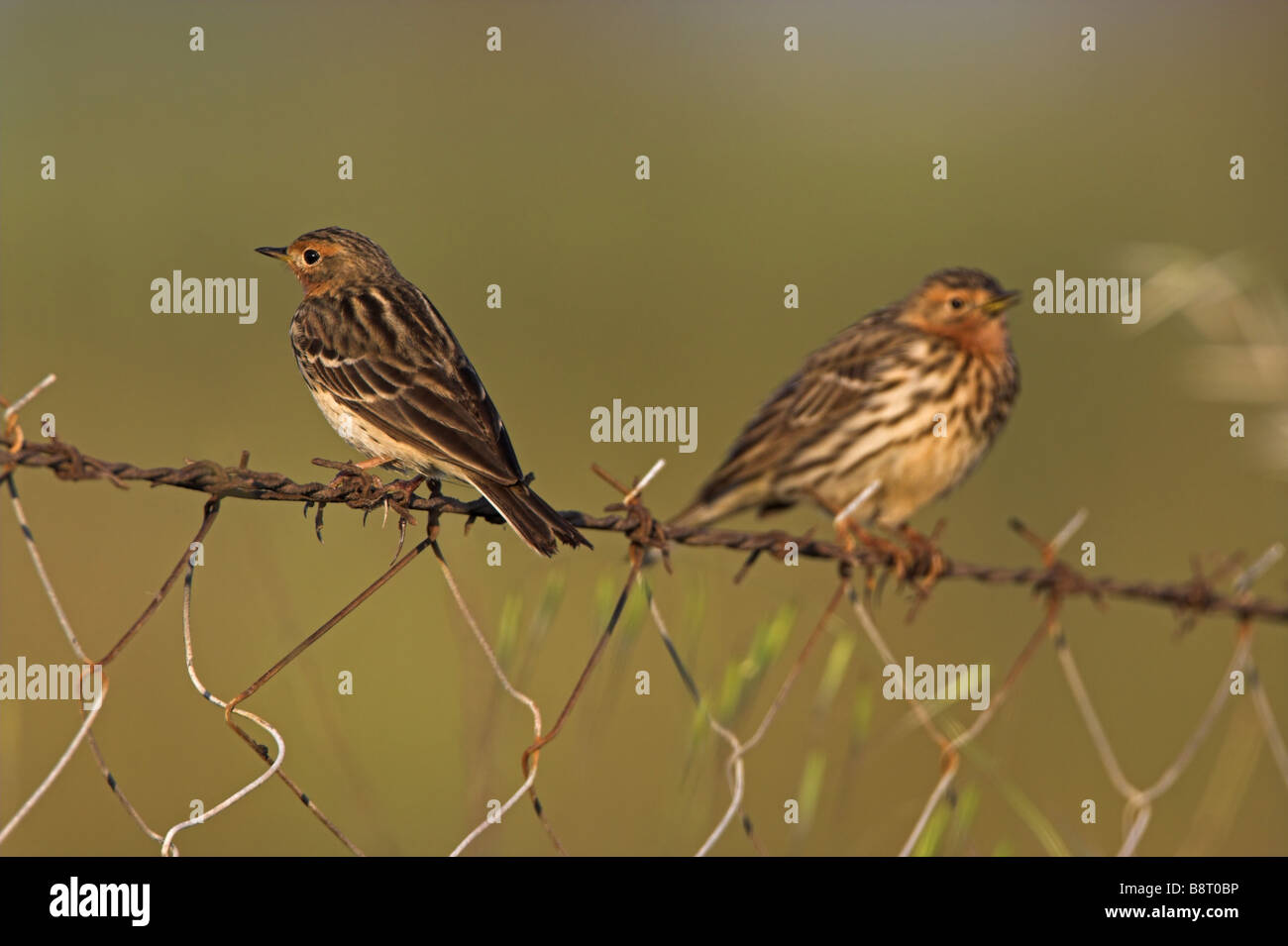 Rosso-throated pitpit (Anthus cervinus), due individui seduti su un recinto, Grecia, Lesbo Foto Stock