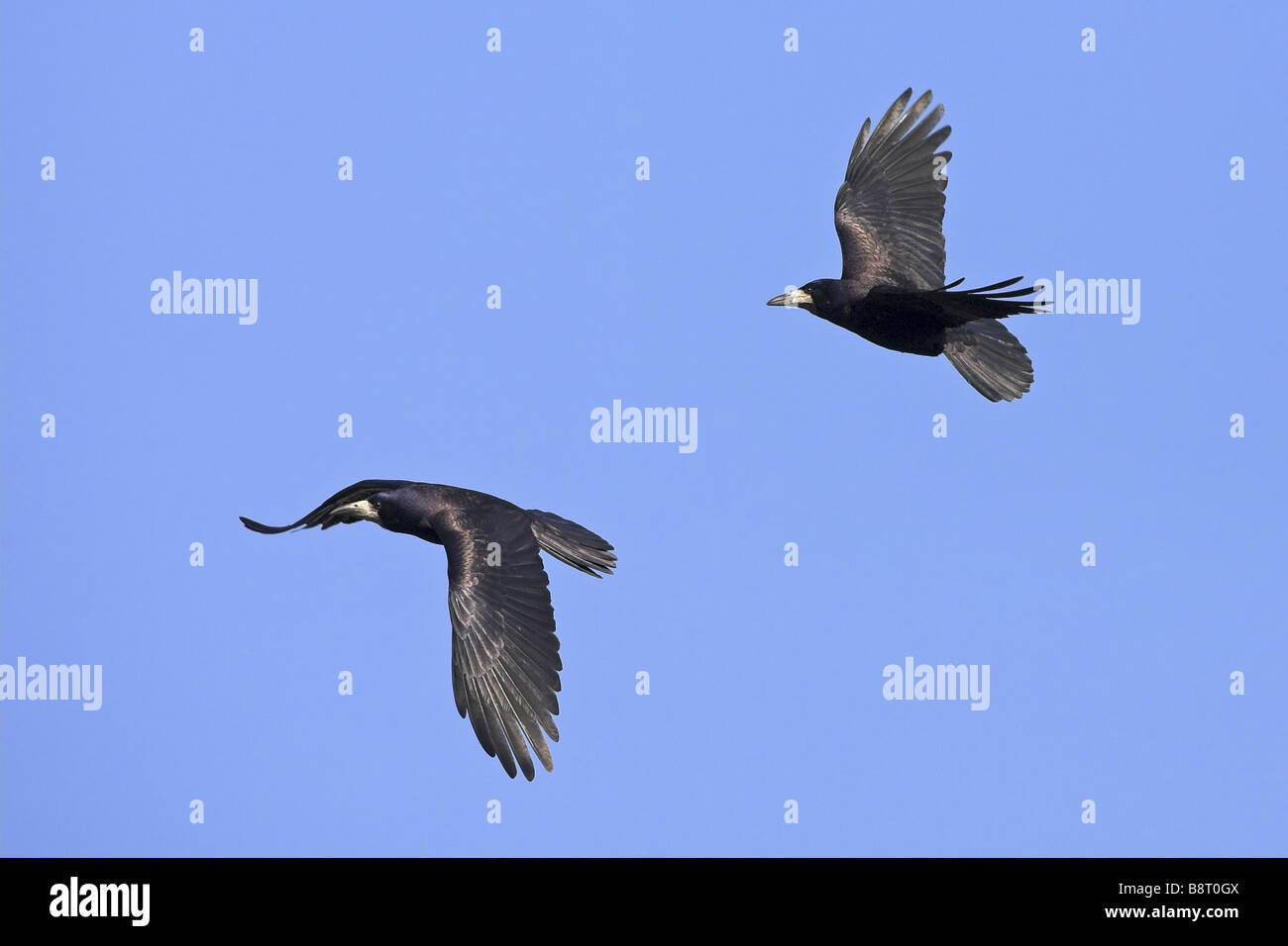 Rook (Corvus frugilegus), due individui battenti, in Germania, in Renania Palatinato Foto Stock