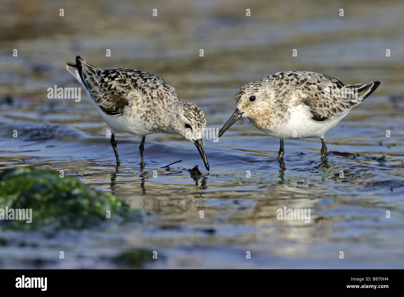 Sanderling (Calidris alba), due individui rovistando, Germania, Schleswig-Holstein, Isola di Helgoland Foto Stock