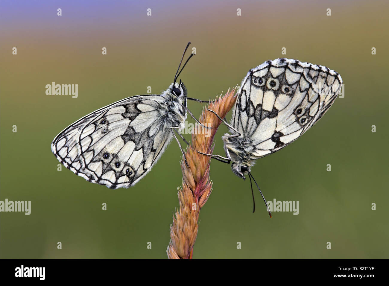 In marmo bianco (Melanargia galathea), due farfalle seduti sulle orecchie di erba, in Germania, in Renania Palatinato Foto Stock