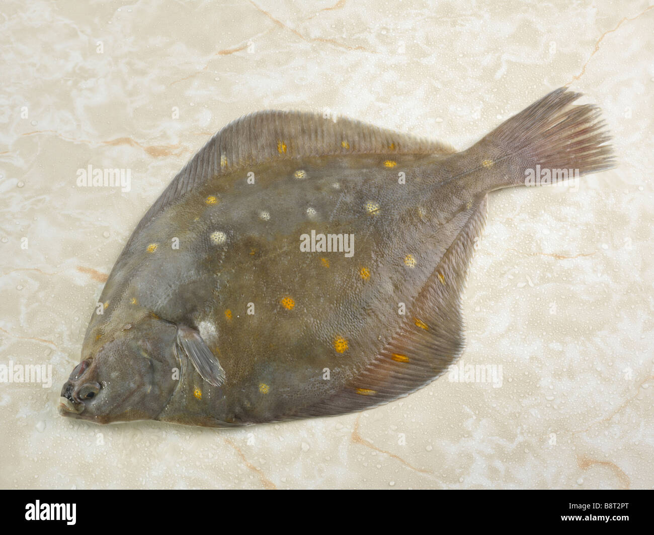 Pesce di DAB Foto Stock
